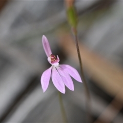 Caladenia carnea at Wonboyn, NSW - suppressed