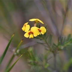 Dillwynia glaberrima (Smooth Parrot-pea) at Wonboyn, NSW - 11 Oct 2024 by Venture