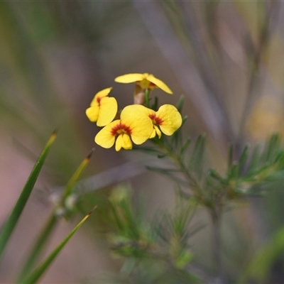 Dillwynia glaberrima (Smooth Parrot-pea) at Wonboyn, NSW - 11 Oct 2024 by Venture