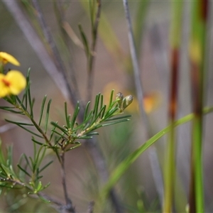 Dillwynia glaberrima at Wonboyn, NSW - 11 Oct 2024