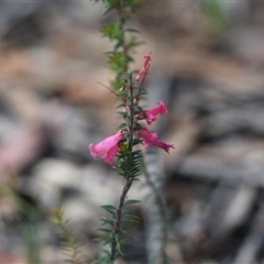 Epacris impressa (Common Heath) at Wonboyn, NSW - 11 Oct 2024 by Venture