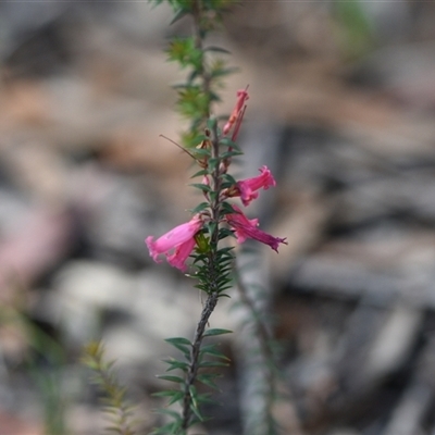 Epacris impressa (Common Heath) at Wonboyn, NSW - 10 Oct 2024 by Venture