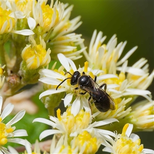 Apiformes (informal group) at Cotter River, ACT - 11 Oct 2024