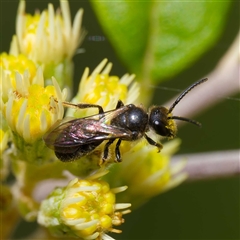 Apiformes (informal group) at Cotter River, ACT - 11 Oct 2024