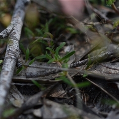 Unidentified Other Wildflower or Herb at Wonboyn, NSW - 10 Oct 2024 by Venture