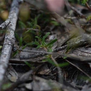 Mitrasacme polymorpha at Wonboyn, NSW - 11 Oct 2024 09:30 AM