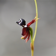 Caleana major (Large Duck Orchid) at Wonboyn, NSW - 11 Oct 2024 by Venture