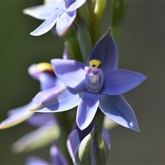 Thelymitra malvina (Mauve-tuft Sun-orchid) at Wonboyn, NSW - 11 Oct 2024 by Venture