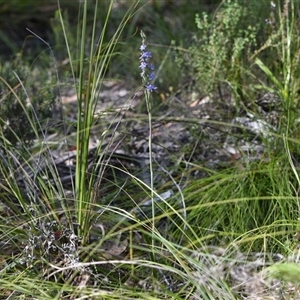 Thelymitra malvina at Wonboyn, NSW - suppressed