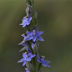 Thelymitra malvina at Wonboyn, NSW - suppressed