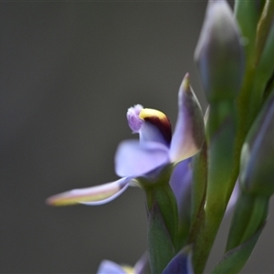 Thelymitra malvina at Wonboyn, NSW - suppressed