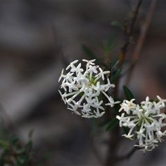 Pimelea linifolia (Slender Rice Flower) at Wonboyn, NSW - 10 Oct 2024 by Venture