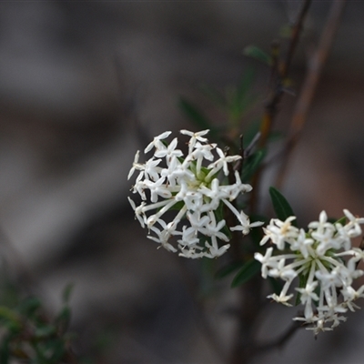 Pimelea linifolia (Slender Rice Flower) at Wonboyn, NSW - 10 Oct 2024 by Venture