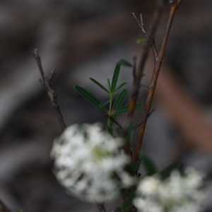 Pimelea linifolia at Wonboyn, NSW - 11 Oct 2024