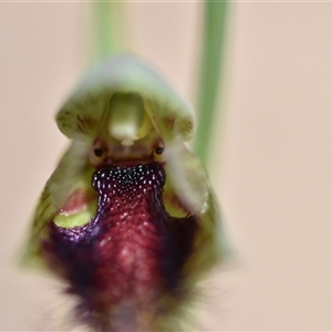 Calochilus platychilus at Aranda, ACT - suppressed