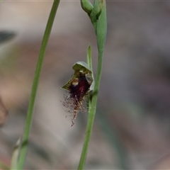 Calochilus platychilus at Aranda, ACT - suppressed