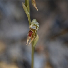 Oligochaetochilus aciculiformis (Needle-point rustyhood) at Bruce, ACT - 8 Oct 2024 by Venture