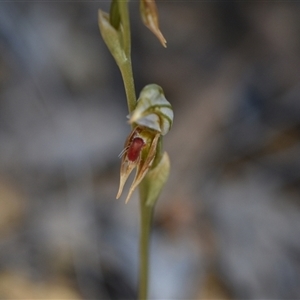 Oligochaetochilus aciculiformis at Bruce, ACT - 8 Oct 2024