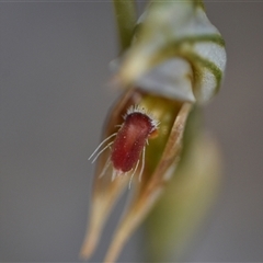 Oligochaetochilus aciculiformis at Bruce, ACT - 8 Oct 2024