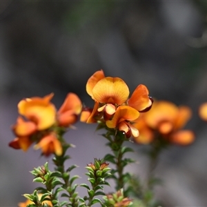 Pultenaea procumbens at Bruce, ACT - 8 Oct 2024