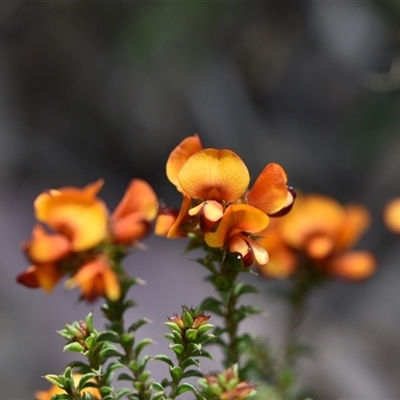 Pultenaea procumbens (Bush Pea) at Bruce, ACT - 8 Oct 2024 by Venture