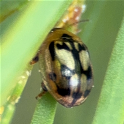 Peltoschema hamadryas (Hamadryas leaf beetle) at Dickson, ACT - 13 Oct 2024 by Hejor1