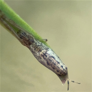 Tetragnatha demissa at Dickson, ACT - 13 Oct 2024