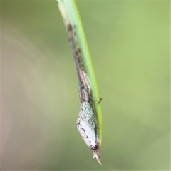 Tetragnatha demissa at Dickson, ACT - 13 Oct 2024