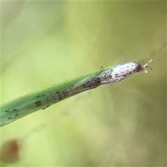 Tetragnatha demissa at Dickson, ACT - 13 Oct 2024