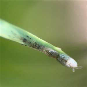 Tetragnatha demissa at Dickson, ACT - 13 Oct 2024