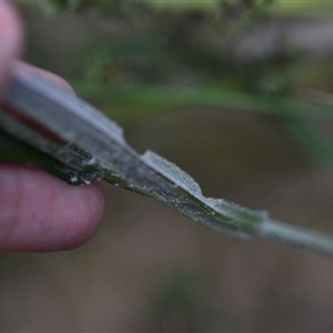 Senecio phelleus at Aranda, ACT - 8 Oct 2024