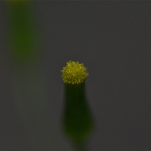 Senecio phelleus at Aranda, ACT - 8 Oct 2024