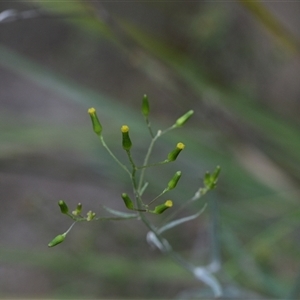 Senecio phelleus at Aranda, ACT - 8 Oct 2024