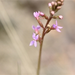 Stylidium graminifolium (grass triggerplant) at Aranda, ACT - 8 Oct 2024 by Venture