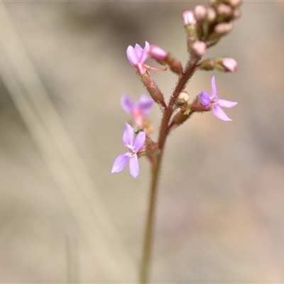 Stylidium graminifolium (Grass Triggerplant) at Aranda, ACT - 8 Oct 2024 by Venture