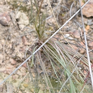 Stylidium graminifolium at Aranda, ACT - 8 Oct 2024