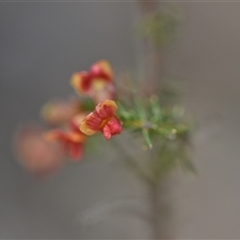 Dillwynia phylicoides (A Parrot-pea) at Yarralumla, ACT - 8 Oct 2024 by Venture