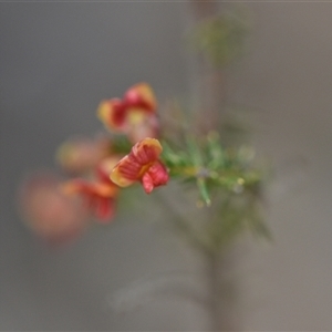 Dillwynia phylicoides at Yarralumla, ACT - 8 Oct 2024