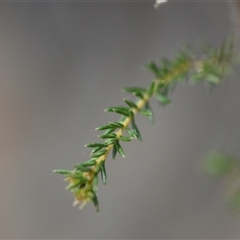 Dillwynia phylicoides at Yarralumla, ACT - 8 Oct 2024