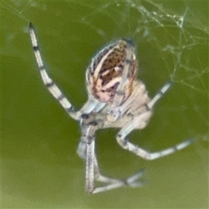 Parasteatoda sp. (genus) at Dickson, ACT - 13 Oct 2024