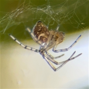 Parasteatoda sp. (genus) at Dickson, ACT - 13 Oct 2024