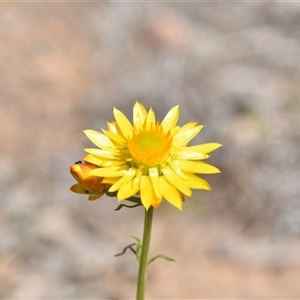 Xerochrysum viscosum at Yarralumla, ACT - 8 Oct 2024