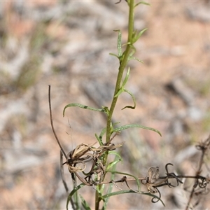 Xerochrysum viscosum at Yarralumla, ACT - 8 Oct 2024