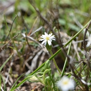 Vittadinia muelleri at Yarralumla, ACT - 8 Oct 2024 11:55 AM
