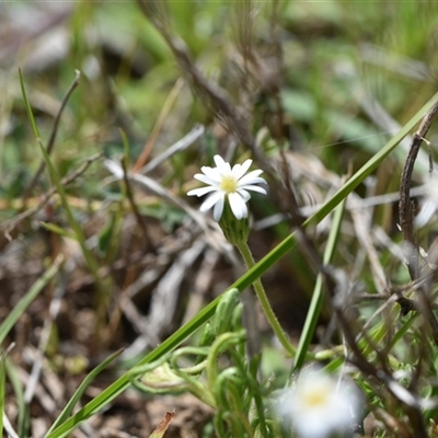 Vittadinia muelleri (Narrow-leafed New Holland Daisy) at Yarralumla, ACT - 8 Oct 2024 by Venture