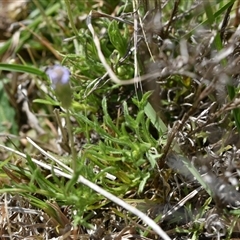 Vittadinia muelleri at Yarralumla, ACT - 8 Oct 2024