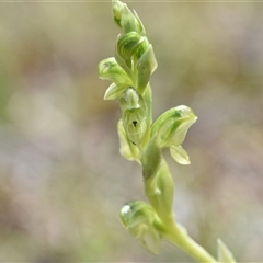 Hymenochilus cycnocephalus (Swan greenhood) at Yarralumla, ACT - 8 Oct 2024 by Venture