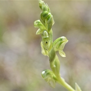 Hymenochilus cycnocephalus at Yarralumla, ACT - suppressed