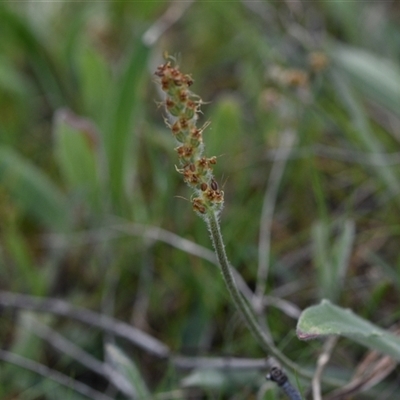 Plantago varia (Native Plaintain) at Yarralumla, ACT - 8 Oct 2024 by Venture