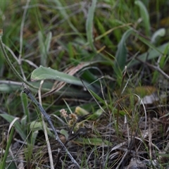 Plantago varia at Yarralumla, ACT - 8 Oct 2024